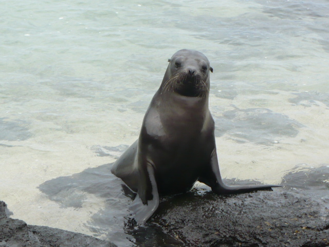 Otarie aux Galapagos